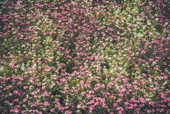 Why Native Plants Deserve a Place in Every Garden