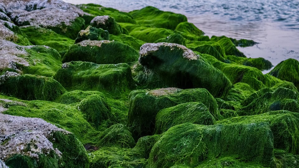 algae - Earth Buddies