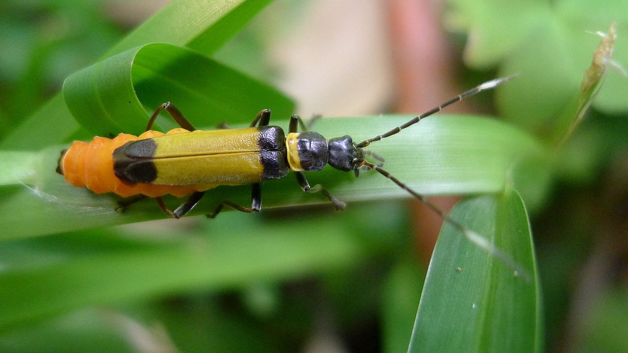 Soldier beetle by John Tann Wikimedia Commons