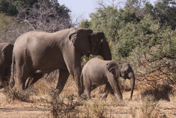 The Vaccine That Could Save Baby Elephants