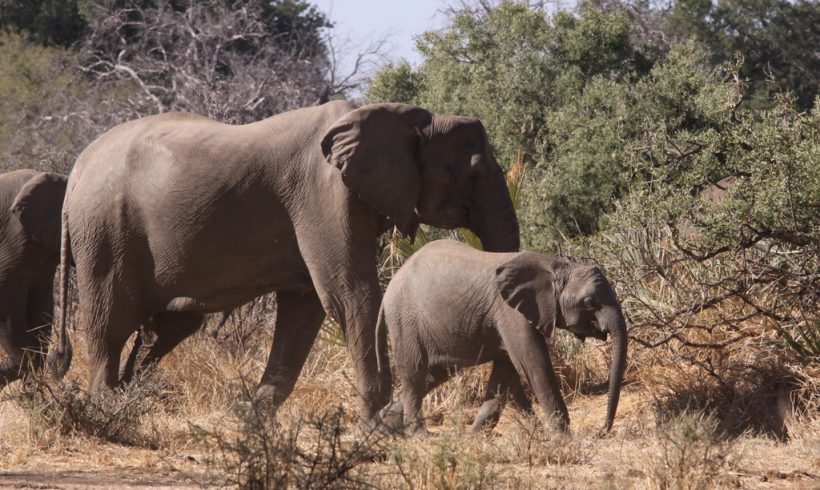 The Vaccine That Could Save Baby Elephants