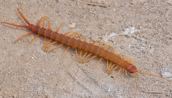 Centipede by A.Davey