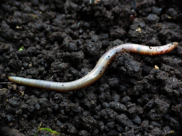 Earthworm (Wikimedia Commons)