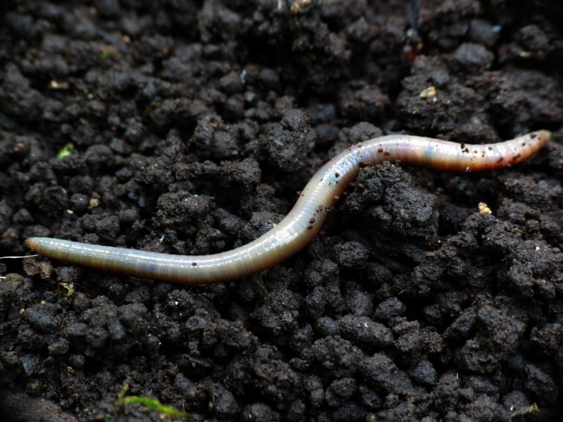 Even Worms Despise Microplastic Because It Hurts Them