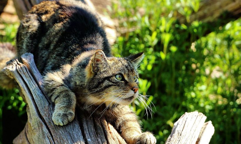 Scotland Has a Native Wildcat Species that Faces Extinction