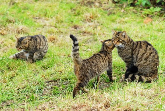 Scottish wildcats mother and kitten by Peter Trimming Wikimedia Commons
