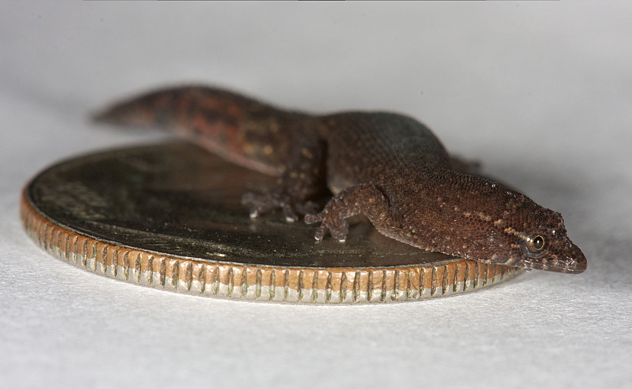 Virgin islands dwarf gecko by Alejandro Sánchez Wikimedia Commons