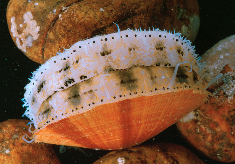 Sea Scallops (Wikimedia Commons)