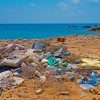 How Plastic Can Directly Kill Our Animals