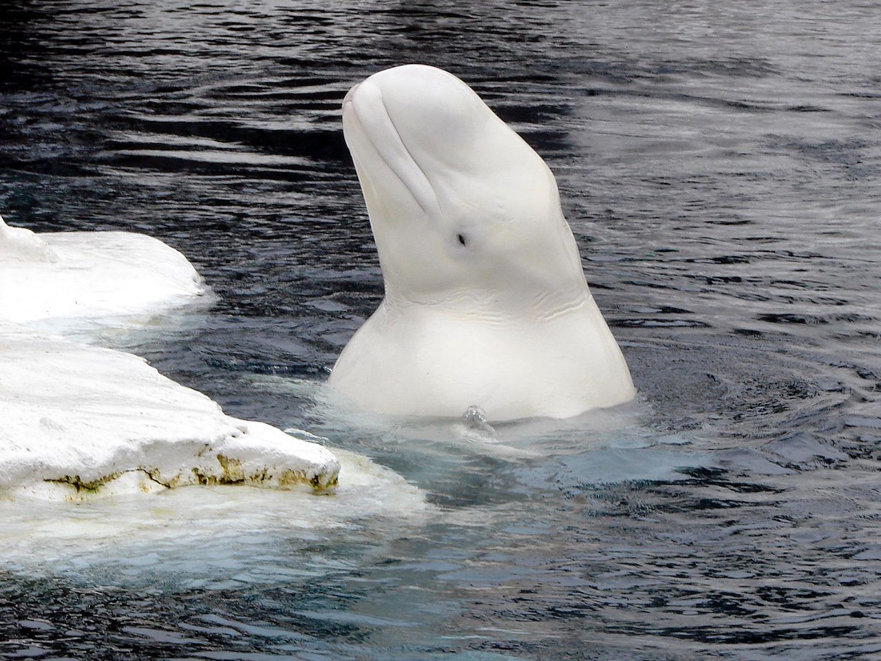Beluga whale by Hafiz Issadeen Wikimedia Commons