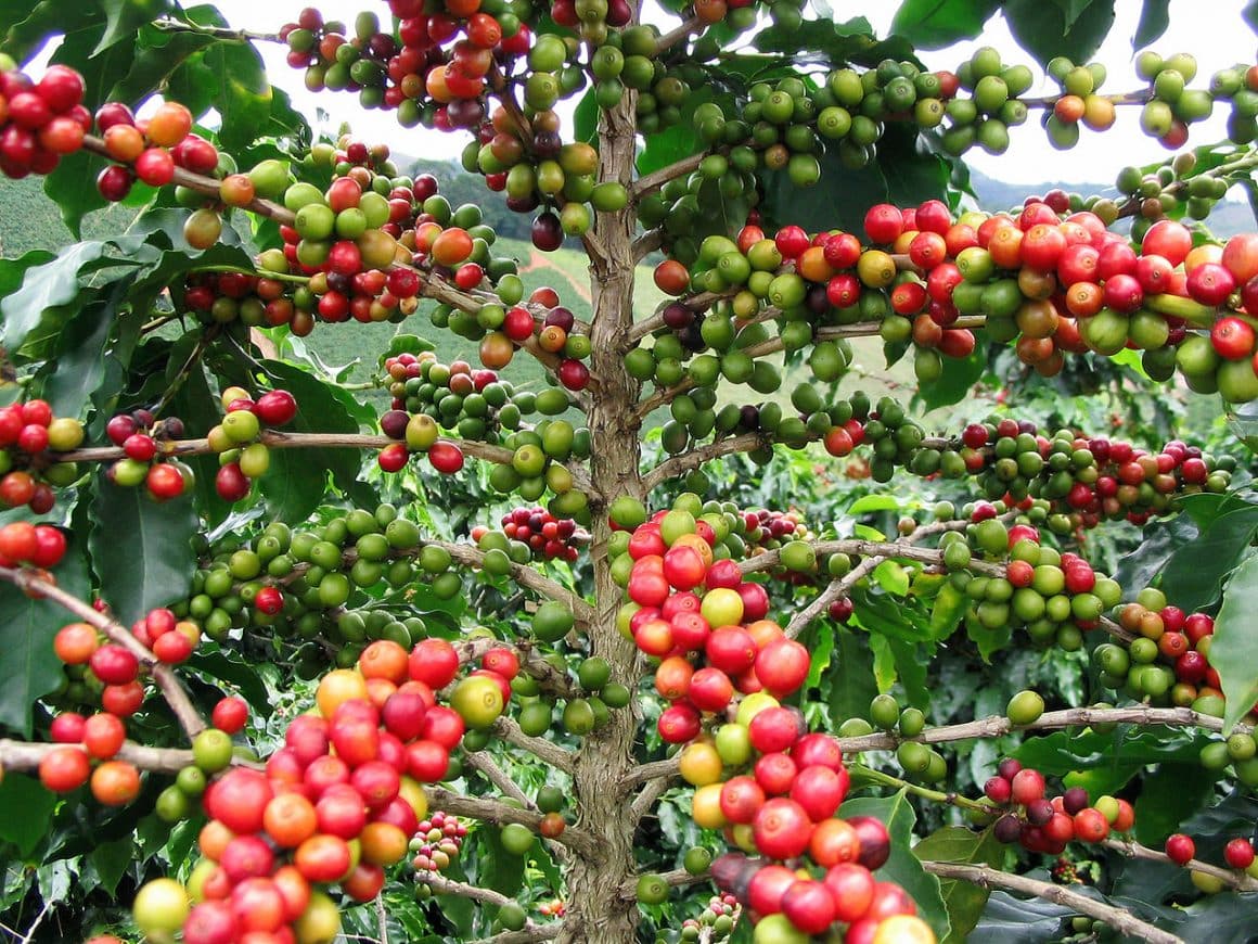 60 of Wild Coffee Species are Now Endangered, According to Scientist