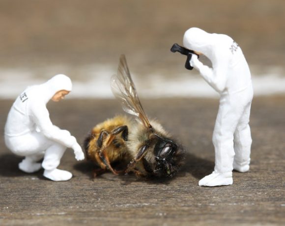 When The Bad Things Hit the Smallest Workers, Meet Beekon