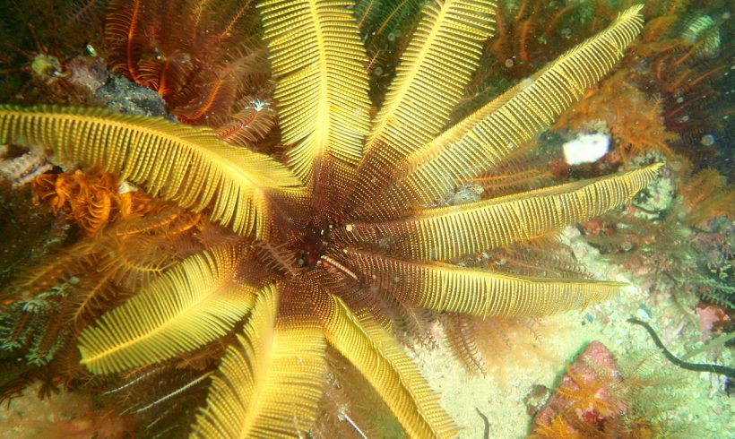 Another Winner Of Climate Change: Feather Stars
