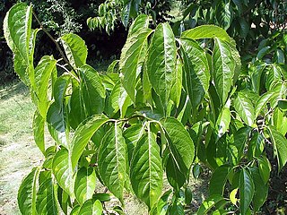 Hardy rubber tree (Wikimedia Commons)