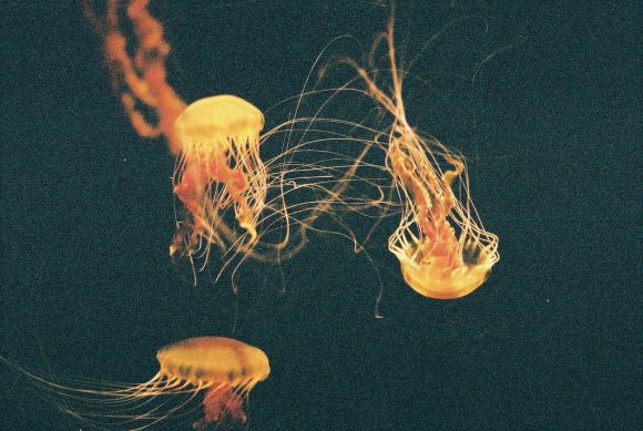 Jellyfish by Hodgers