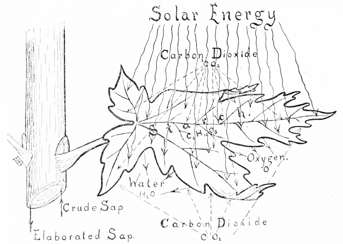 Can We Recreate or Synthesize Photosynthesis Process?