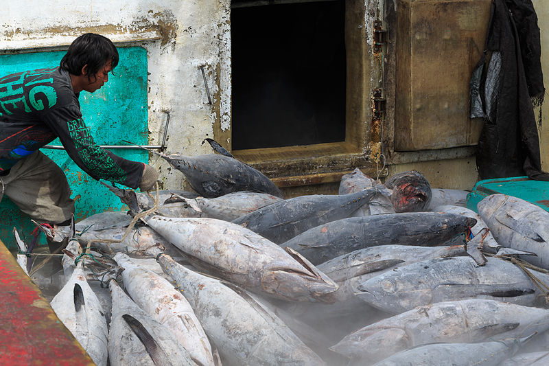 Unique Ways Indonesia Do To Save Their Tuna Population And Production