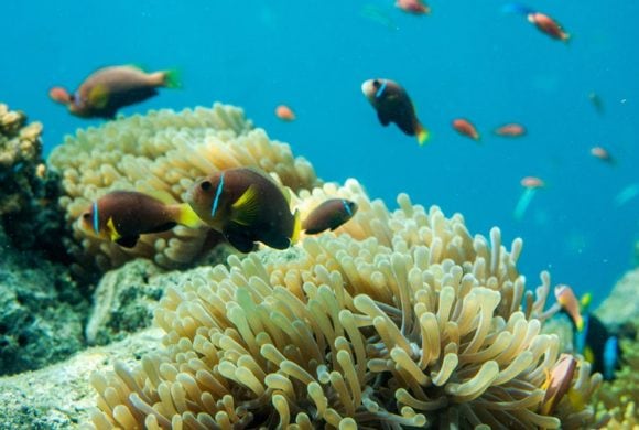 coral and fish