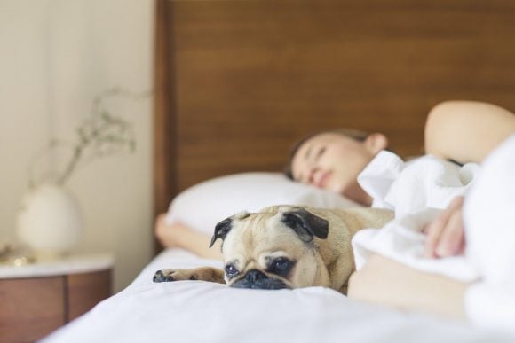 sleeping with pets and its effects