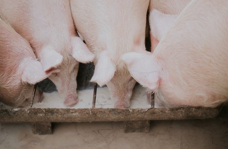 See How These Pigs Went From Heaven To Hell Because Of Coronavirus