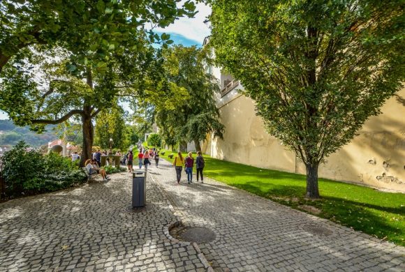 tree-road-street-sidewalk-cobblestone-city-