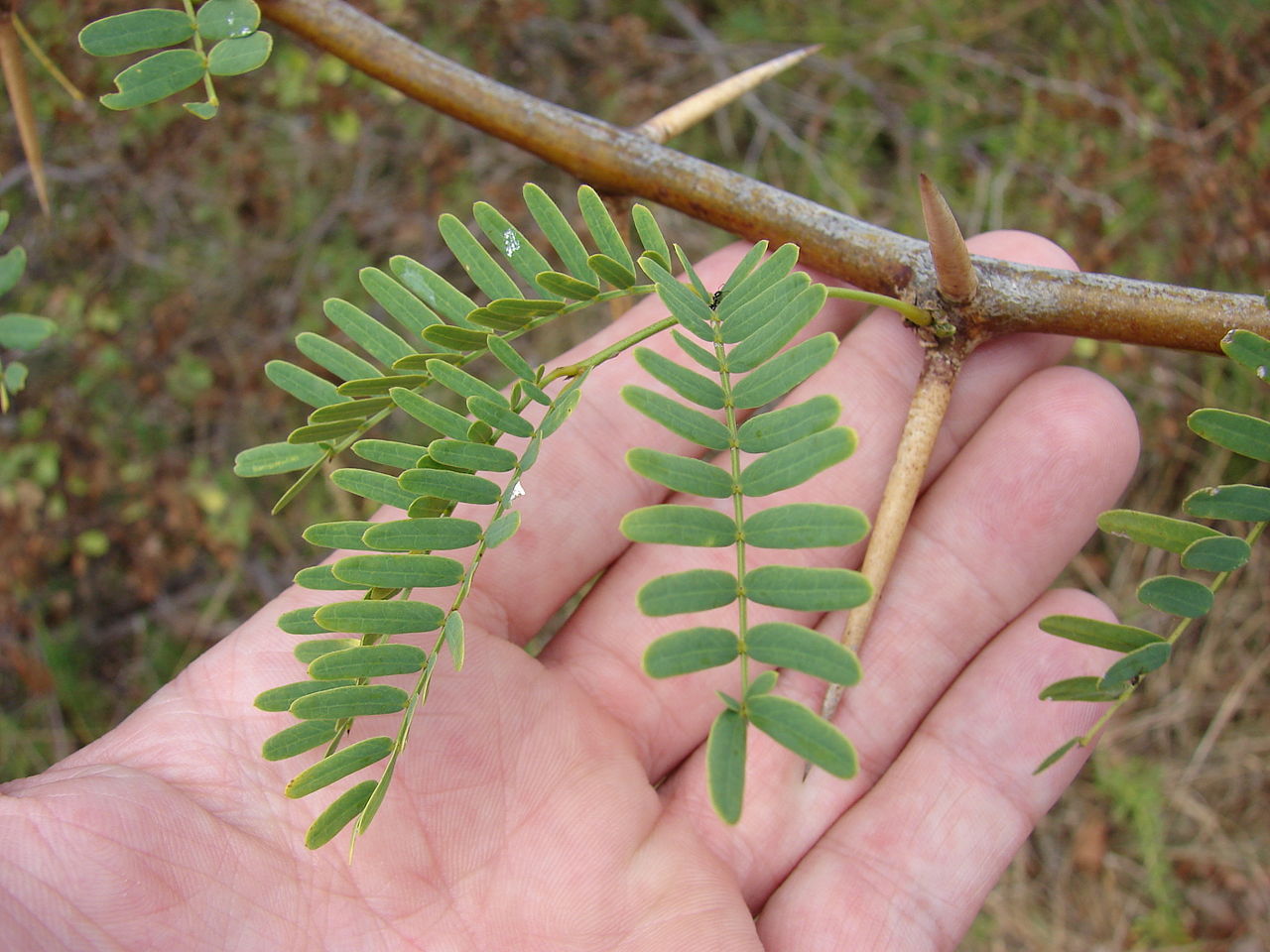 leaves and thorns of mesquite by Forest &amp; Kim Starr Wikimedia Commons