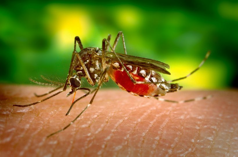 Zika & Dengue Transmission Expected to Rise with Climate Change