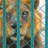 Lions and Other Wild Cats Found in Horrible Conditions in a Breeding Farm