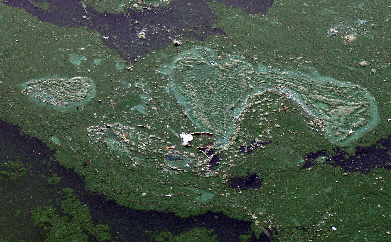 the bad, suffocating Cyanobacteria by Lamiot Wikimedia Commons