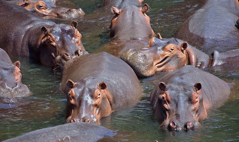 Hippo Poop May Sound Gross, But Kenya’s Mara River Needs It