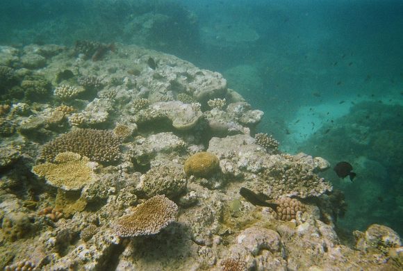 Coral Reseeding is Helping Great Barrier Reef to Restore Itself