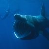 The Majestic Basking Sharks, And Their Daily Lives