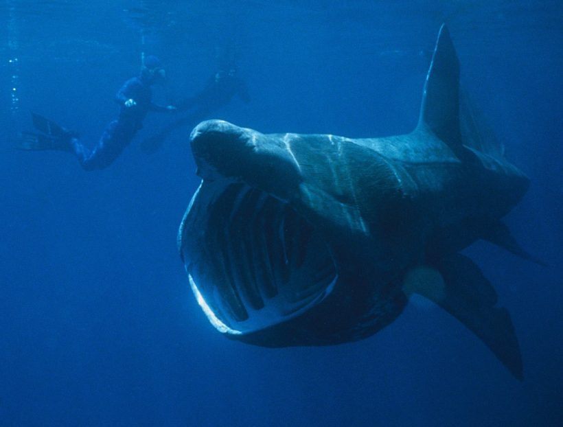 The Majestic Basking Sharks, And Their Daily Lives
