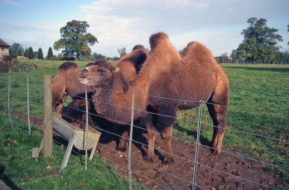Camel (Geograph) - Earth Buddies
