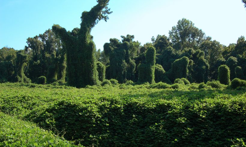 The Beauty, The Mistery, And The Facts About Kudzu