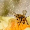 The Romance Between Bees and Flowering Plants
