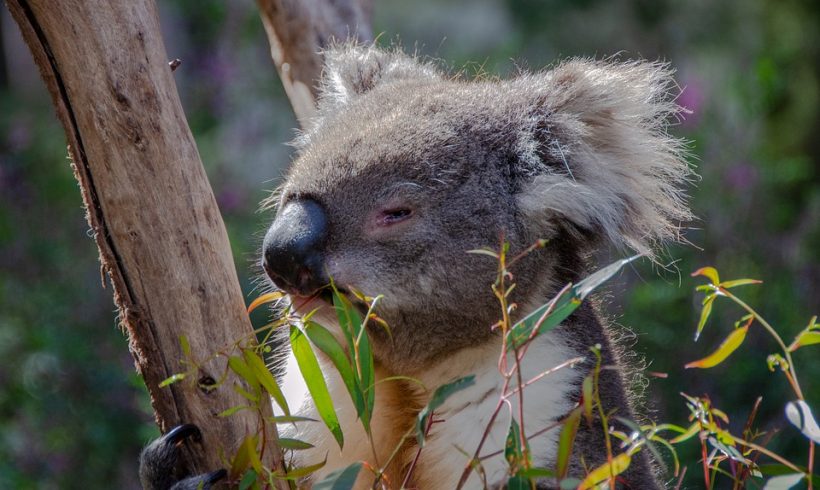 The Un-Bearly Facts About Koala Bears