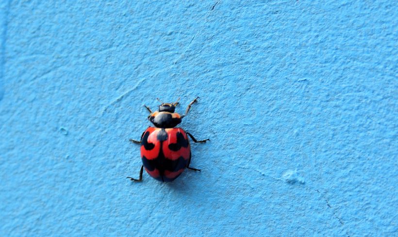 Ladybugs, And Their Importance To Our Nature (And Culture)