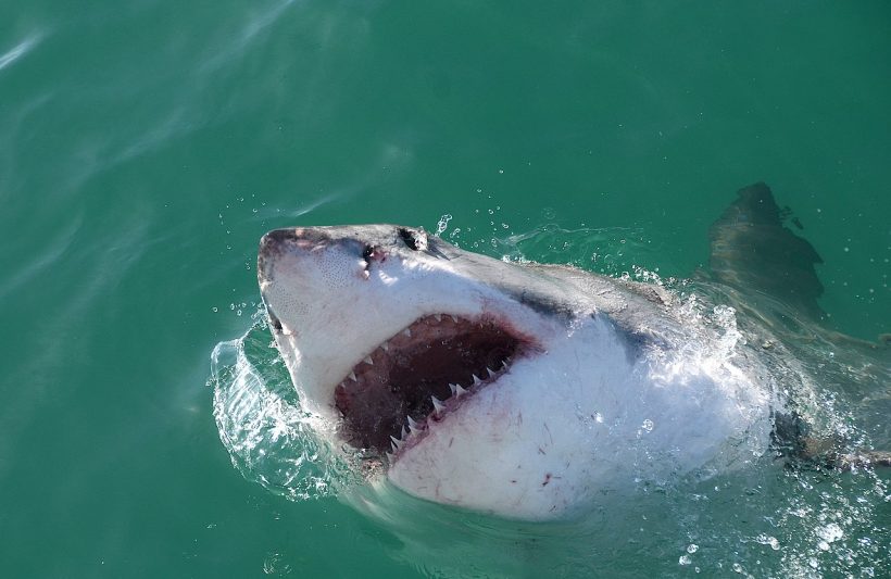 There Are Unprovoked Shark Attacks Recently So Here’s What You Need to Know