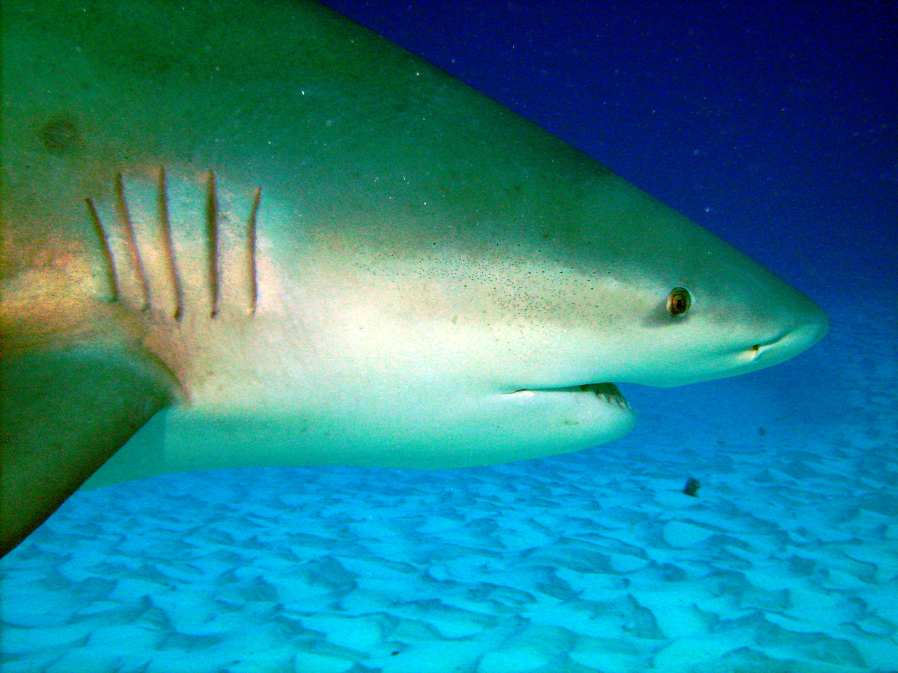 Bull shark by SaCaDeLik Wikimedia Commons