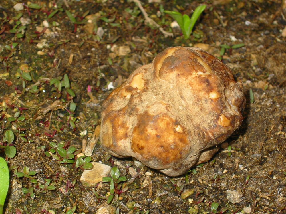 desert truffle