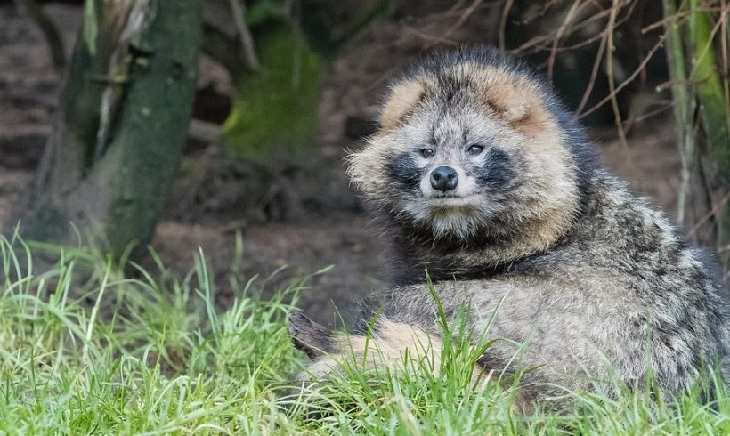 Raccoon Dogs, And Their Extraordinary Presence