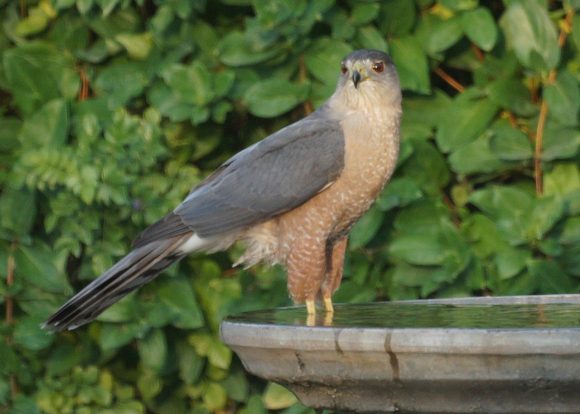 A wild hawk cooling off at the birdbath. Photo by Mike's Wikimedia Commons