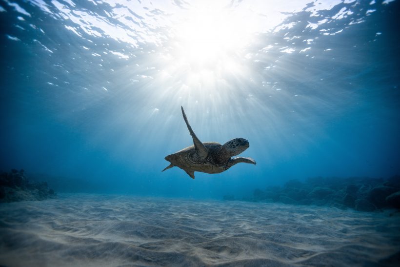 Brace Yourselves, We’ve Got New Victories for Sea Turtles