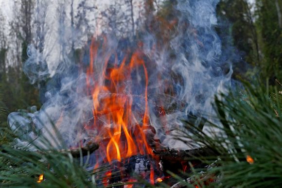 Forest Pine Fire Nature Smoke Burn Burning Flame (Wikimedia Commons)