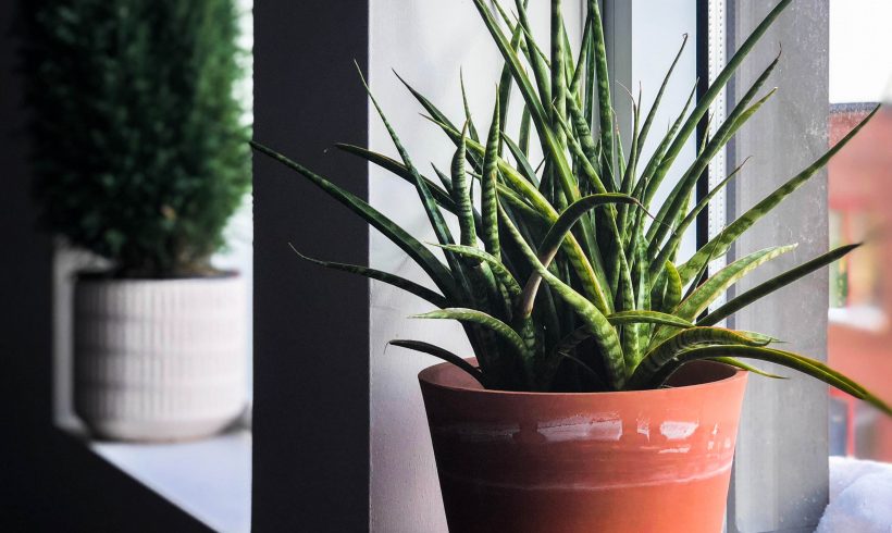 Having Plants is Easier Now With These Sustainable, Self-Watering Pots