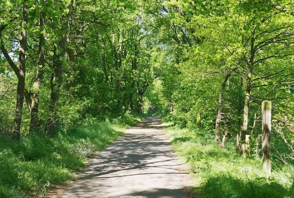 forest road