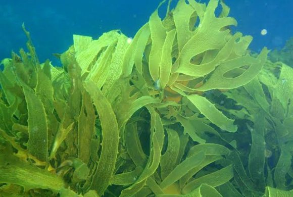 underwater kelp