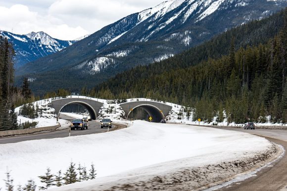 an animal crossing overpass in Banff National Park, Canada. photo by m01229 Wikimedia Commons ice