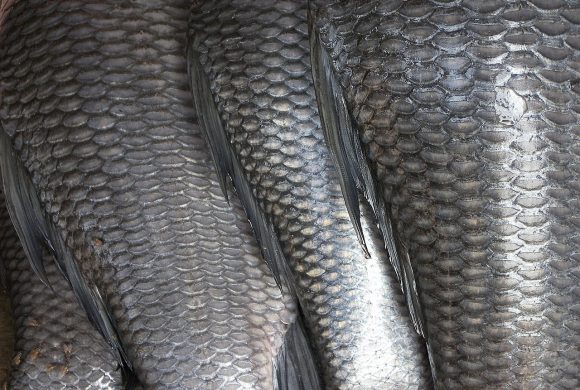 fish skins and scales are unwanted parts that can be turned into bioplastic. photo by Rajesh dangi Wikimedia Commons